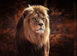 Bild vun HIS MAJESTY THE KING
