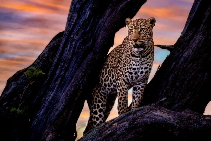 Picture of Leopard på treet