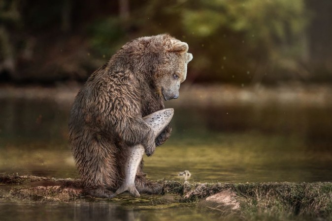 Fishing Bear photowallpaper Scandiwall