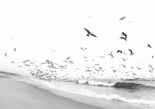Poza cu Seascape BW
