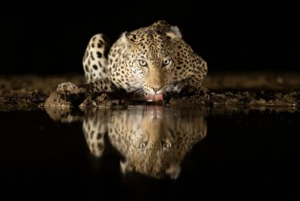 Picture of Leopard som drikker