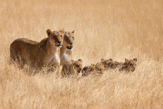 Obrazek Family Outing