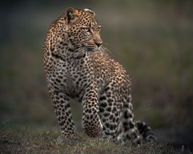 Ritratt ta’ Spots