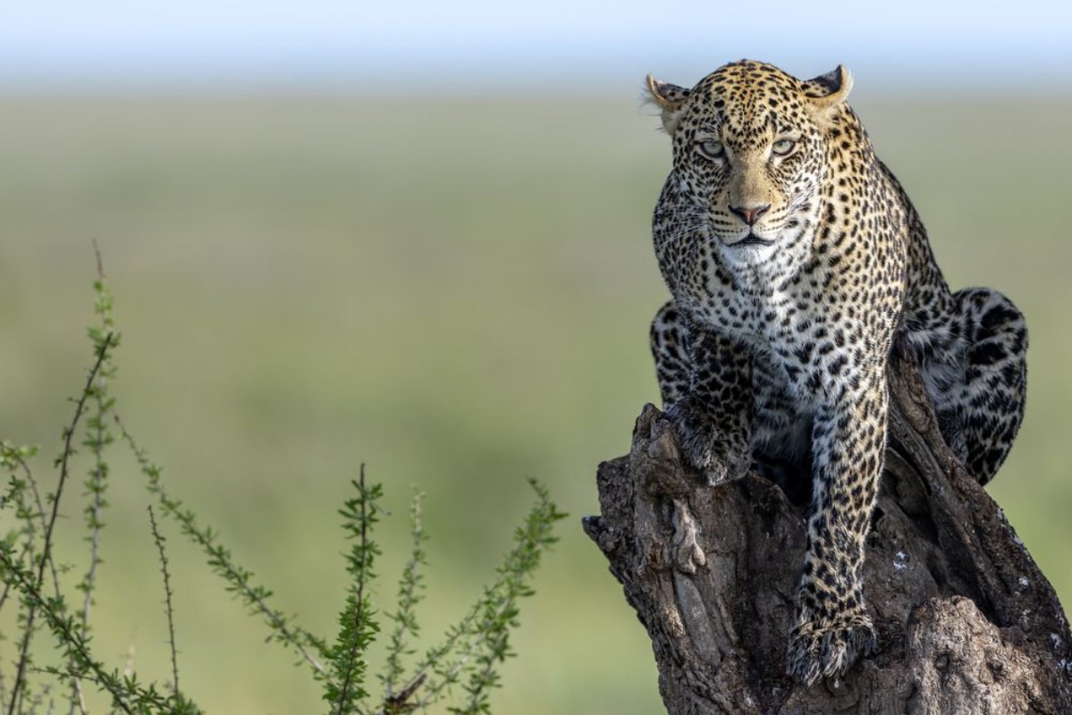 Bild vun The Ghost of Serengeti