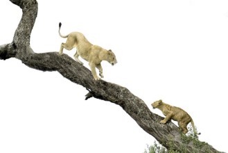 Afbeeldingen van Tree Climbing Lesson