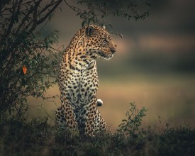 Ritratt ta’ Dots