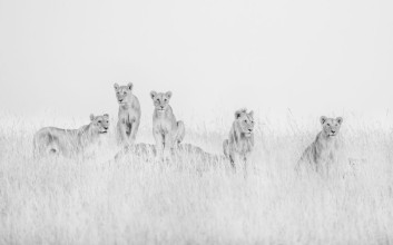 Imagem de Lions