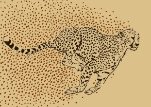 Bild von Cheetah Full Sprint