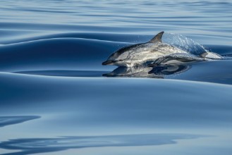 Image de Surfing A Velvet Sea