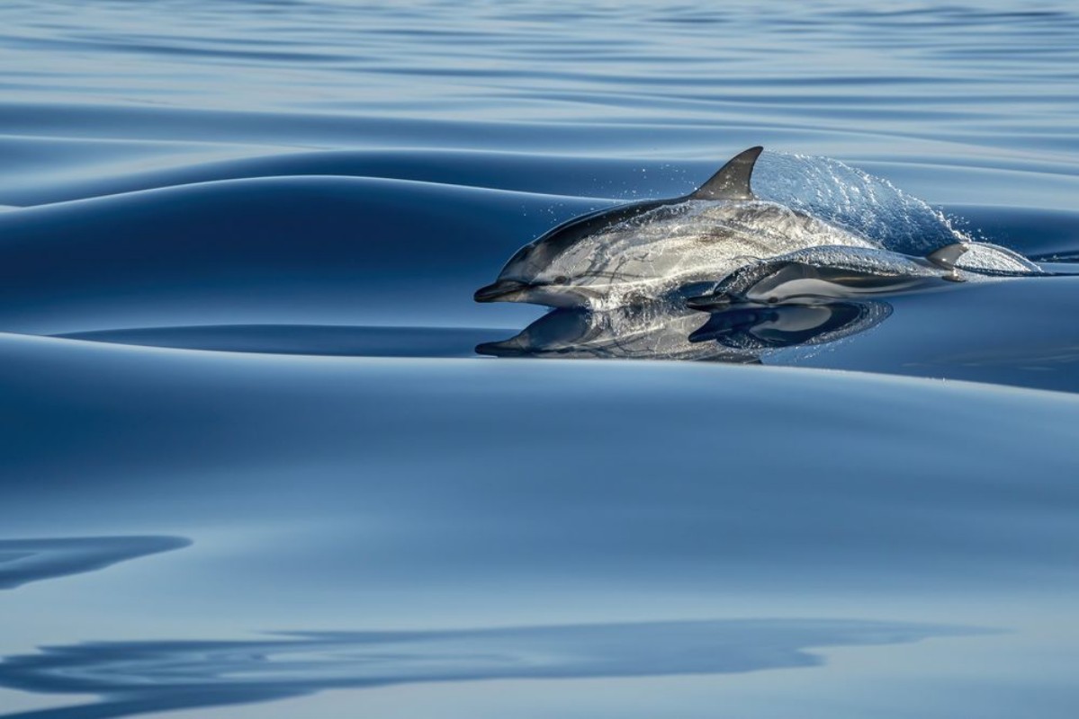 Picture of Surfing A Velvet Sea