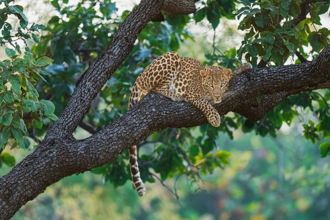 Picture of Beauty on the Tree