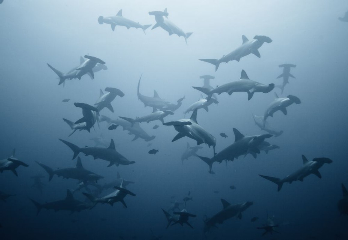 Picture of Swarming