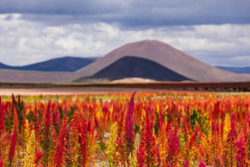 Obrazek Quinoa fields ready for harvest on the Bolivian Altiplano