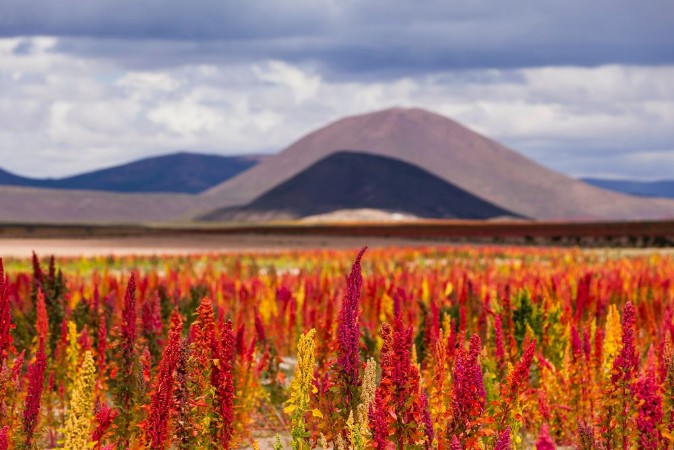 Picture of Quinoa fields ready for harvest on the Bolivian Altiplano