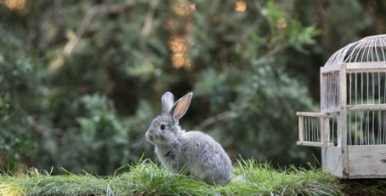 Image de Little hare on the lawn a rabbit in a cage