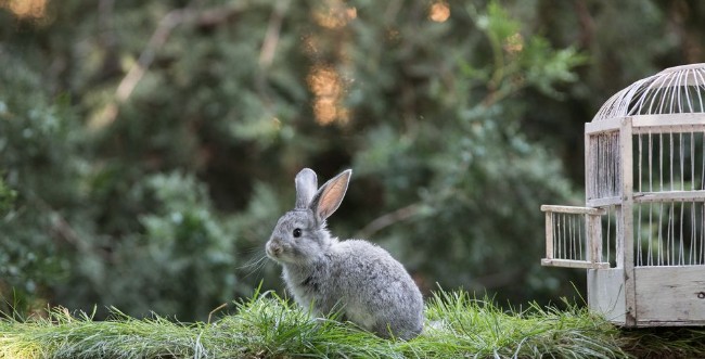 Picture of Little hare on the lawn a rabbit in a cage