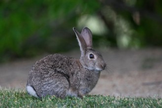 European Rabbit paveikslėlis