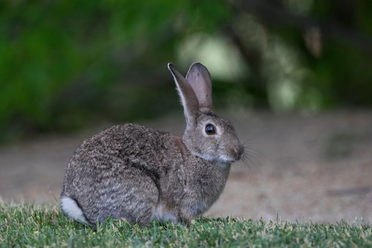 Afbeeldingen van European Rabbit