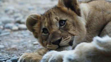 Image de Junger lwe liegend