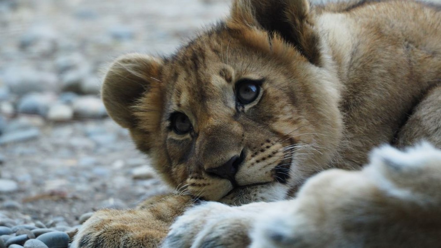 Picture of Junger lwe liegend