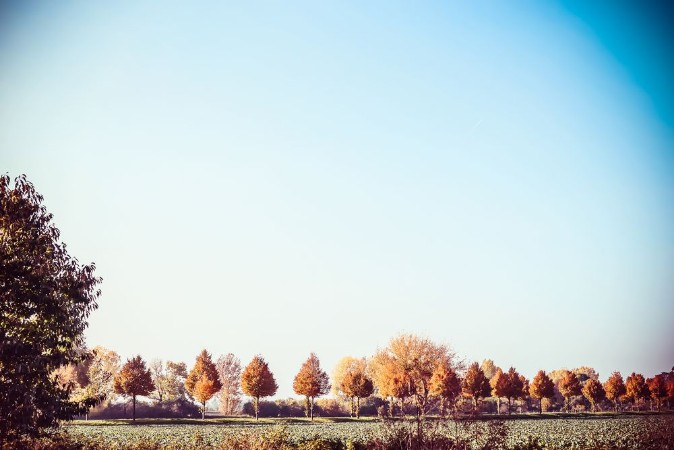 Picture of Beautiful autumn country landscape with trees field and blue sky Fall outdoor nature background