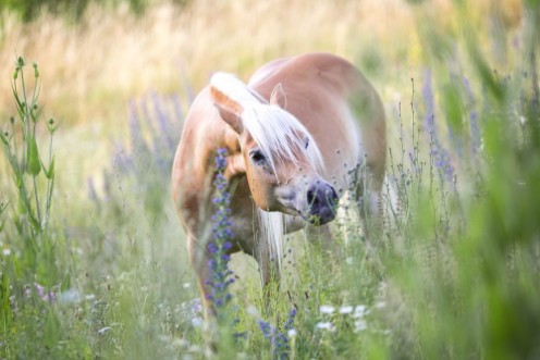 Afbeeldingen van Ein Haflinger auf einer Blumenwiese