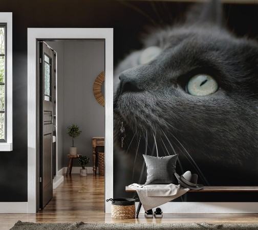 Afbeeldingen van British shorthair cat in the box