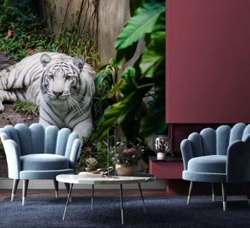 Picture of White tiger  Panthera tigris tigris in captivity