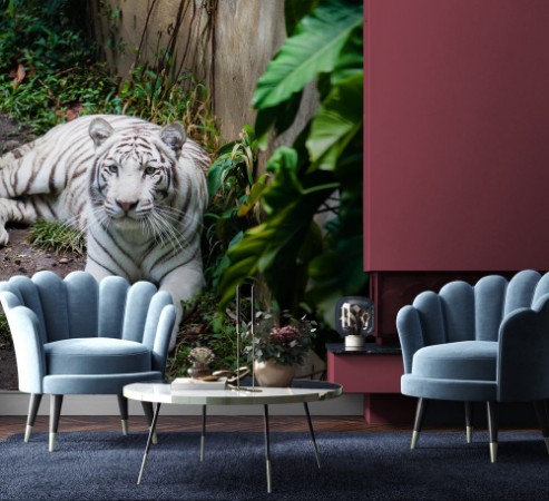 Picture of White tiger  Panthera tigris tigris in captivity