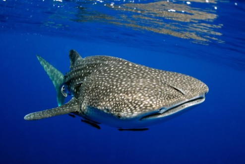 Picture of Giant sea whale shark
