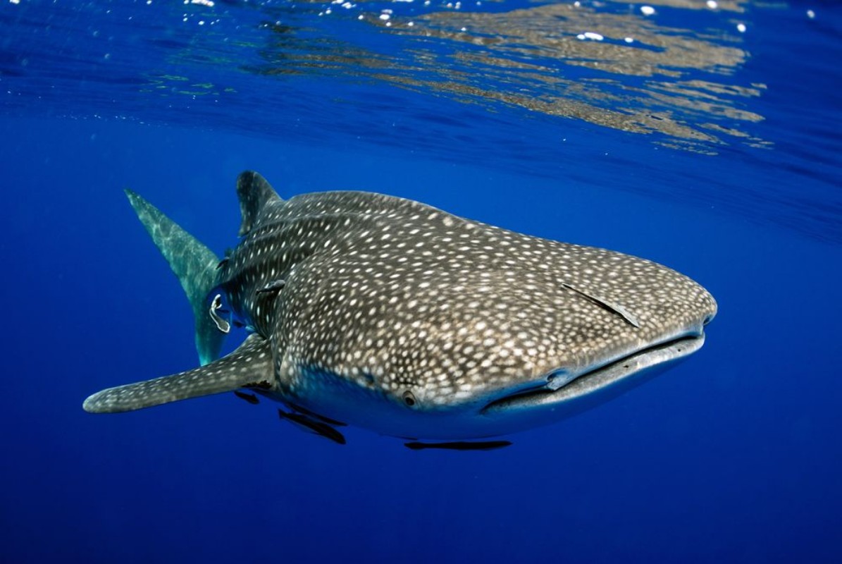 Picture of Giant sea whale shark