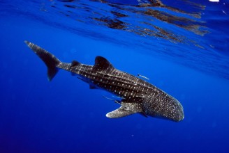 Afbeeldingen van Giant sea whale shark Exciting for divers