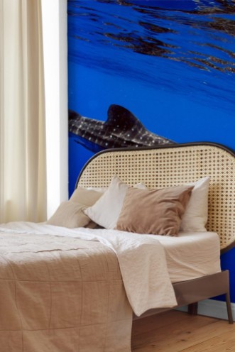 Afbeeldingen van Giant sea whale shark Exciting for divers