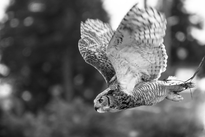 Attēls Snow Owl Flying