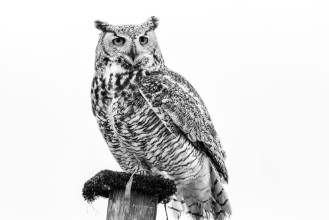 Slika Snow Owl on Post