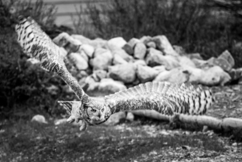 Picture of Flying snow owl