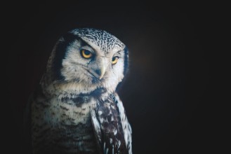 Image de Owl