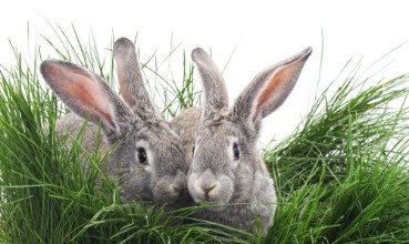 Image de Lapins gris