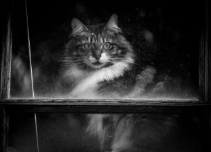 Image de Black and White Cat