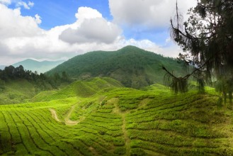 Image de Tea plants cameron highlands leasts