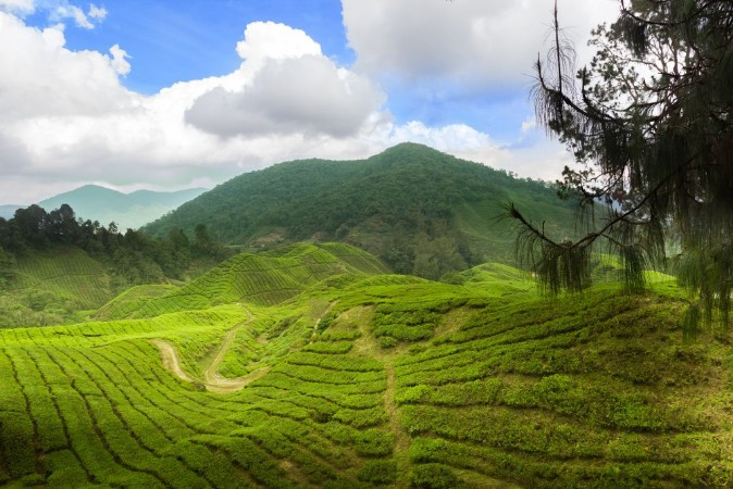 Afbeeldingen van Tea plants cameron highlands leasts