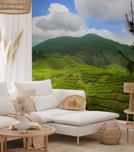 Afbeeldingen van Tea plants cameron highlands leasts