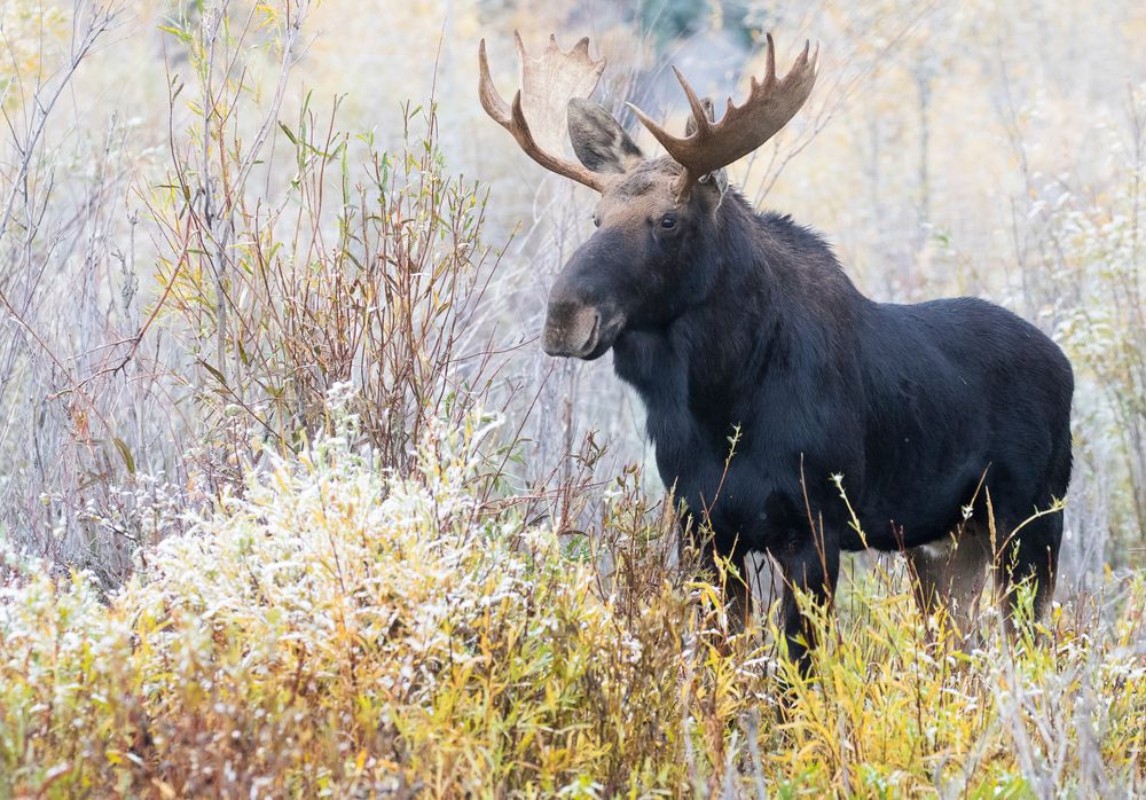 Afbeeldingen van BULL MOOSE IN AUTUMN COLORS STOCK IMAGE