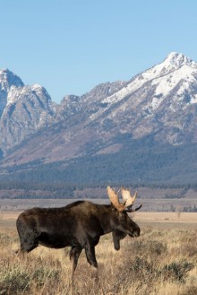 Picture of BULL MOOSE IN AUTUMN COLORS STOCK IMAGE