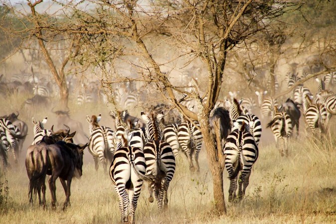 Picture of Zebras and wildebeest during the big migration Serengeti National Park Tanzania