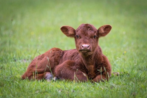 Picture of Calf