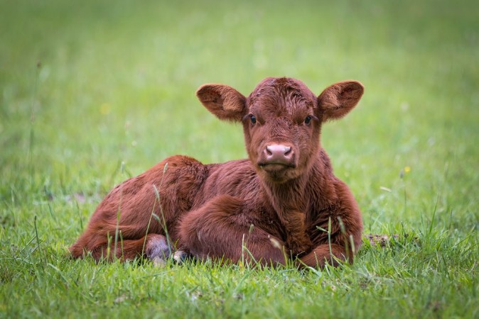 Picture of Calf