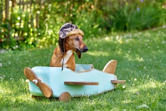 Bild von Lustiger Hund im Holzflieger
