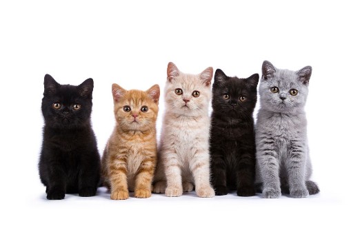 Image de Kittens