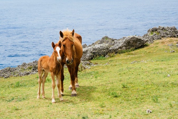 Picture of 162568911